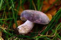 Russula