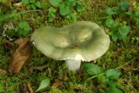 Russula