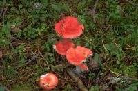 Russula