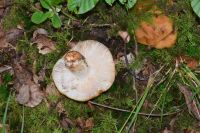 Russula