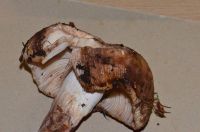 Russula