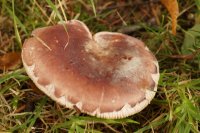 Russula