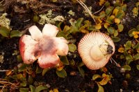 Russula