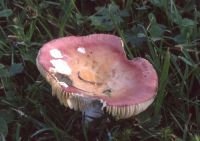 Russula