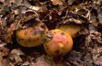 Russula