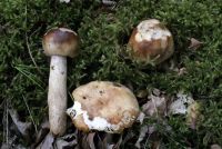 Russula