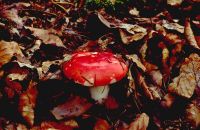 Russula