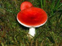 Russula