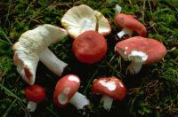 Russula