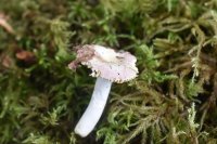 Russula