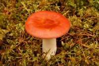 Russula