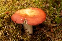 Russula