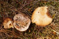 Russula