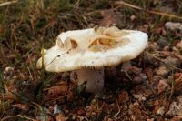 Russula