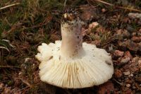 Russula
