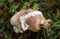 Russula