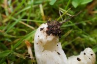 Russula