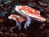 Russula