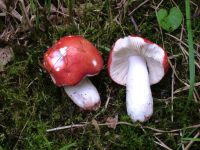 Russula