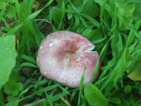 Russula