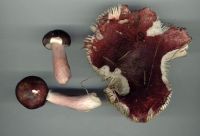 Russula