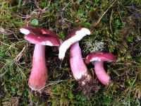 Russula