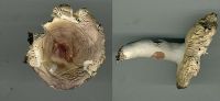 Russula