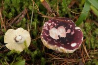 Russula