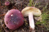 Russula