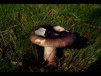 Russula