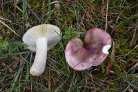 Russula