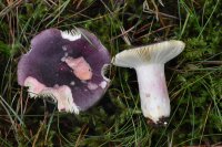 Russula