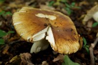 Russula