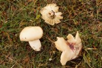 Russula