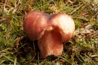 Russula