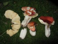 Russula