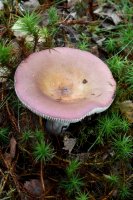 Russula