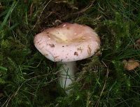 Russula