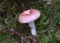 Russula