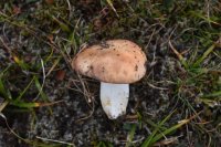 Russula