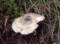 Russula