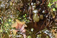 Sarcoleotia