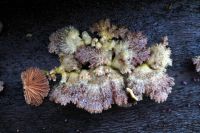 Schizophyllum