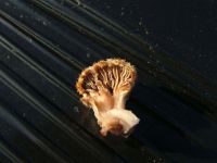 Schizophyllum