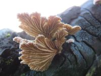 Schizophyllum