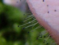 Spinellus