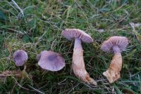 Squamanita