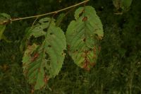 Wilsonomyces
