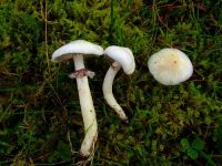 Stropharia