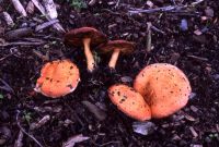 Leratiomyces